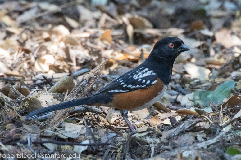 spotted towhee